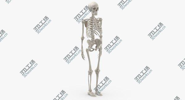 images/goods_img/20210312/3D Real Human Woman Skeleton Bones Anatomy 01 white/2.jpg